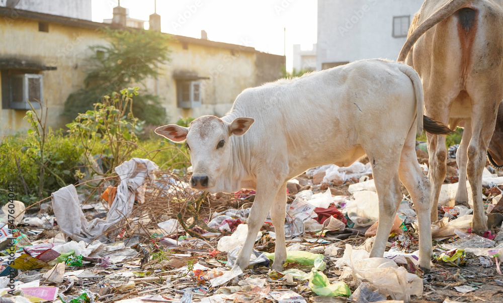 Cow