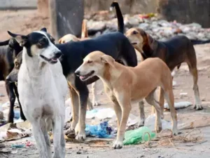 Stray Dog